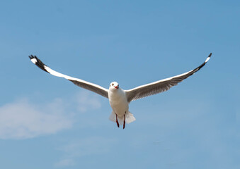 Seagulls flying in the blue sky, chasing after food to eat at Bangpu, Thailand.