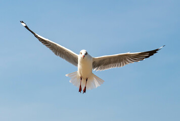Obraz premium Seagulls flying in the blue sky, chasing after food to eat at Bangpu, Thailand.