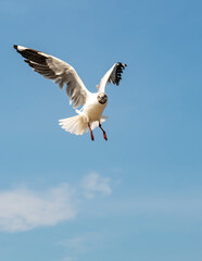 Seagulls flying in the blue sky, chasing after food to eat at Bangpu, Thailand.