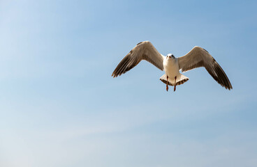 Seagulls flying in the blue sky, chasing after food to eat at Bangpu, Thailand.