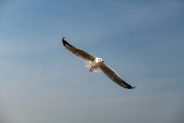 Seagulls flying in the blue sky, chasing after food to eat at Bangpu, Thailand.