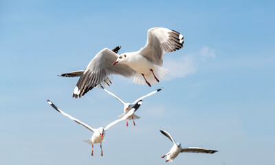Seagulls flying in the blue sky, chasing after food to eat at Bangpu, Thailand.