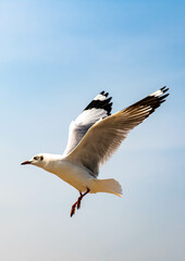 Seagulls flying in the blue sky, chasing after food to eat at Bangpu, Thailand.