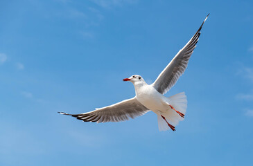 Seagulls flying in the blue sky, chasing after food to eat at Bangpu, Thailand.