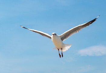 Seagulls flying in the blue sky, chasing after food to eat at Bangpu, Thailand.