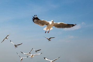 Seagulls flying in the blue sky, chasing after food to eat at Bangpu, Thailand.