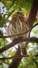 sparrow on a branch