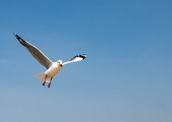 Seagulls flying in the beautiful blue sky