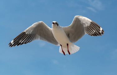Seagulls flying in the beautiful blue sky