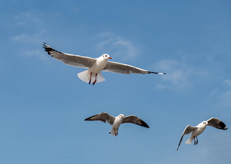 Seagulls flying in the beautiful blue sky