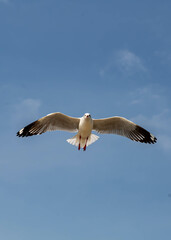 Fototapeta na wymiar Seagulls flying in the beautiful blue sky