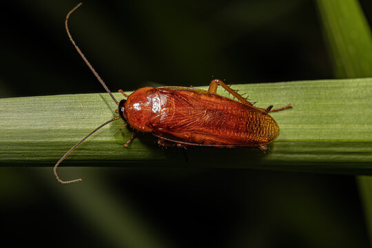 Adult Wood Cockroach