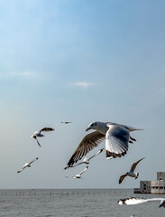 Seagulls flying in the beautiful blue sky