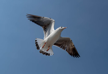 Seagulls flying in the beautiful blue sky