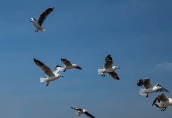Seagulls flying in the beautiful blue sky
