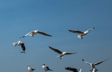 Seagulls flying in the beautiful blue sky