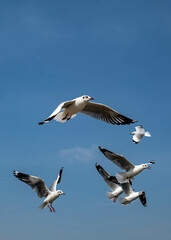 Seagulls flying in the beautiful blue sky