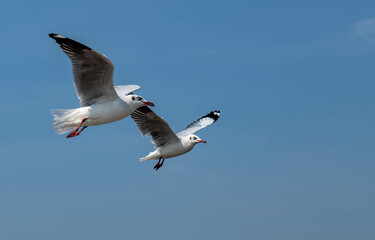 Seagulls flying in the beautiful blue sky