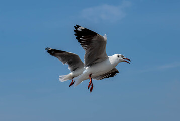 Seagulls flying in the beautiful blue sky