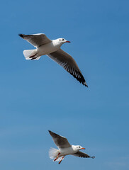 Obraz premium Seagulls flying in the beautiful blue sky
