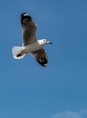 Seagulls flying in the beautiful blue sky