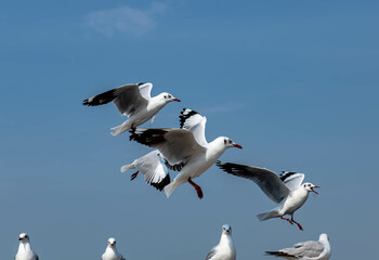 Seagulls flying in the beautiful blue sky