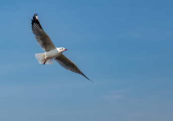 Obraz premium Seagulls flying in the beautiful blue sky