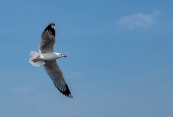 Obraz premium Seagulls flying in the beautiful blue sky