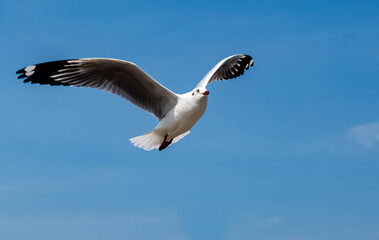 Seagulls flying in the beautiful blue sky