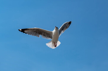 Fototapeta premium Seagulls flying in the beautiful blue sky