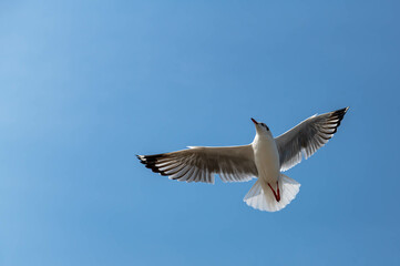 Seagulls flying in the beautiful blue sky