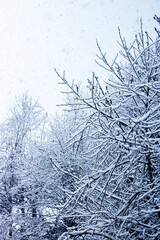 Snow covered branches during snowfall. Winter seasonal background