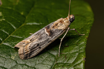 Adult Pyralid Snout Moth
