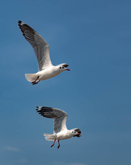 Seagulls flying in the blue sky, chasing after food to eat at Bangpu, Thailand.