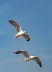 Seagulls flying in the blue sky, chasing after food to eat at Bangpu, Thailand.