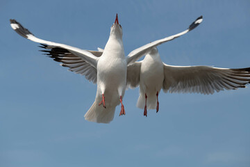 Seagulls flying in the blue sky, chasing after food to eat at Bangpu, Thailand.