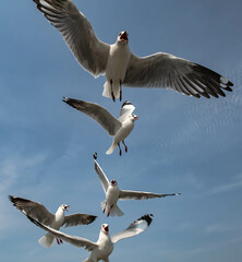 Seagulls flying in the blue sky, chasing after food to eat at Bangpu, Thailand.