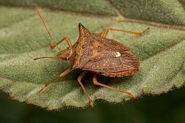Adult Stink bug