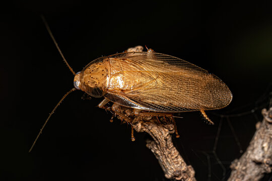 Adult Wood Cockroach
