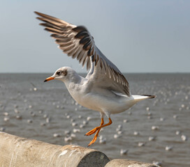 Seagulls flying in the blue sky, chasing after food to eat at Bangpu, Thailand.
