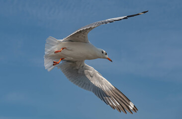 Seagulls flying in the blue sky, chasing after food to eat at Bangpu, Thailand.