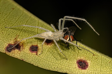 Small Female Ghost Spider preying on a fly