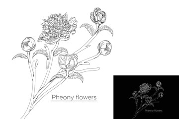 monoline vector illustration pheony flower sketch negative space.