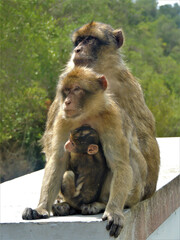 Inseparable monkeys, one big family