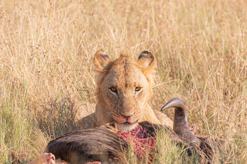 Lion with a Wildebeest Kill - Tanzania.