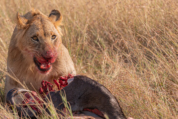 Lion with a Wildebeest Kill - Tanzania.