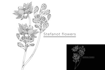 monoline vector illustration garlic vine flower sketch negative space.