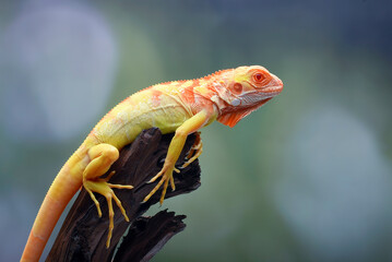 Albino iguana ( iguana iguana ) on a tree branch