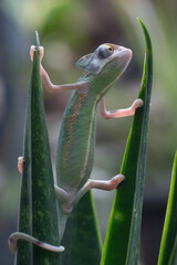 Baby veiled chameleon hanging on a plant