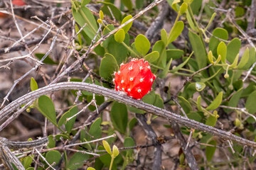 A cactus fruit in the dsesert.  Shot in, Baja California Sur, Mexico.